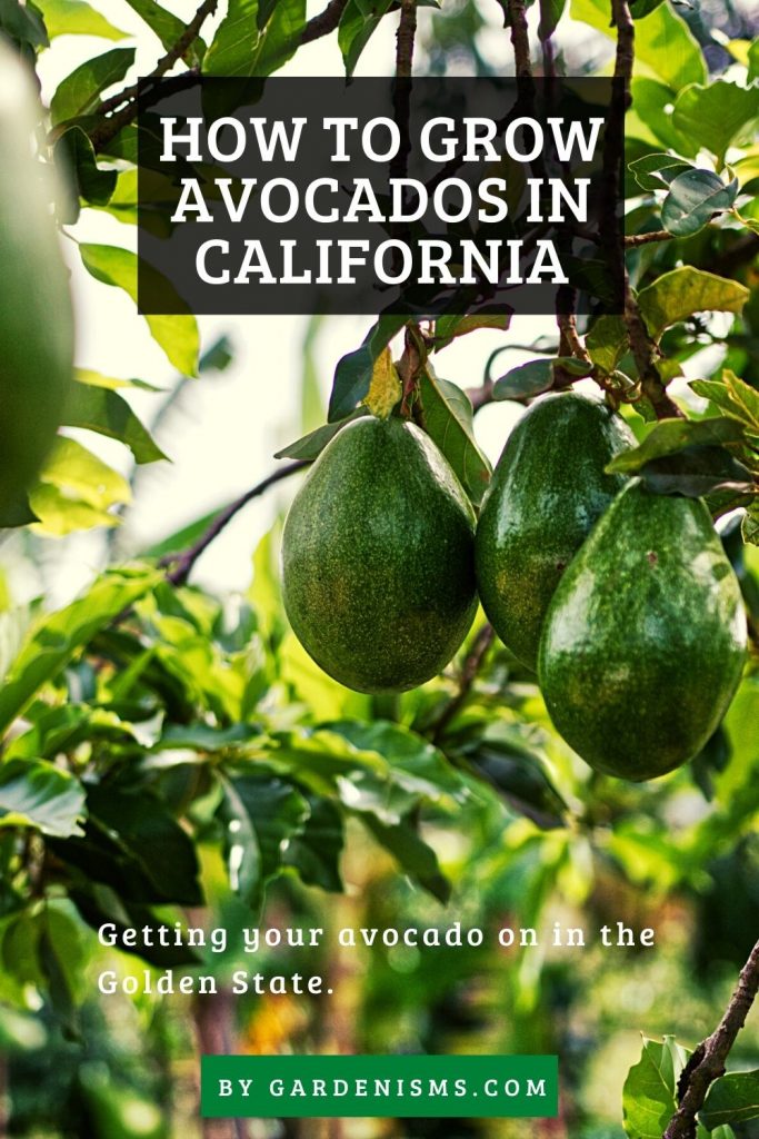 How to Grow Avocados in California (In Your Backyard) Gardenisms