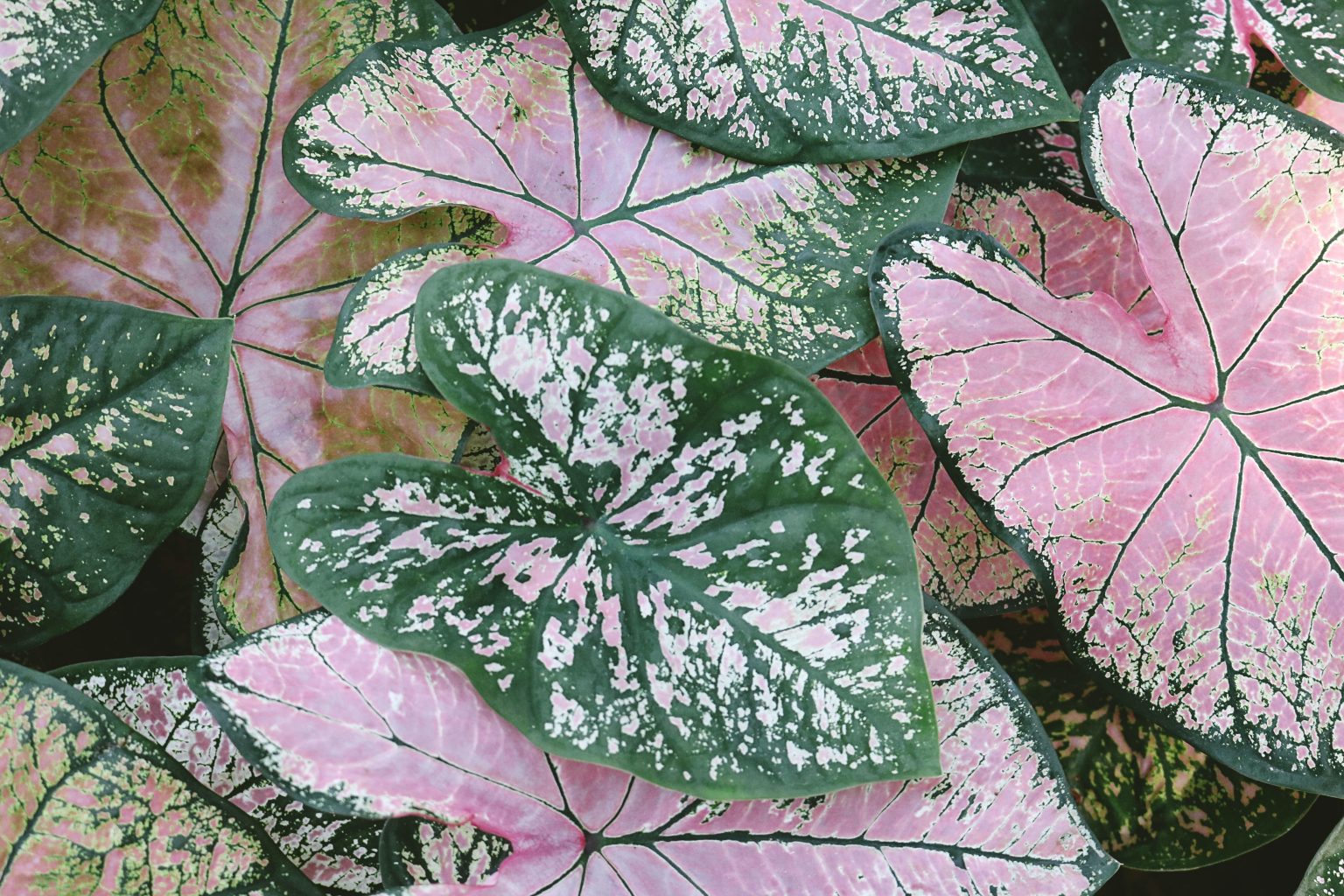 How to Overwinter Caladiums (Lift, Cure, and Store Bulbs) Gardenisms