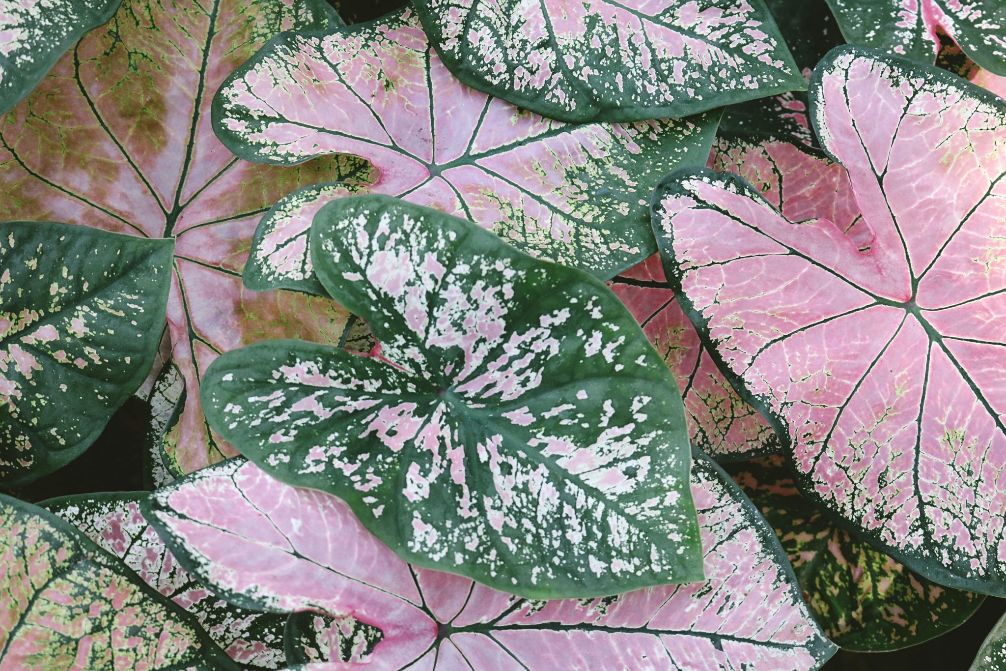 How to Overwinter Caladiums (Lift, Cure, and Store Bulbs) Gardenisms