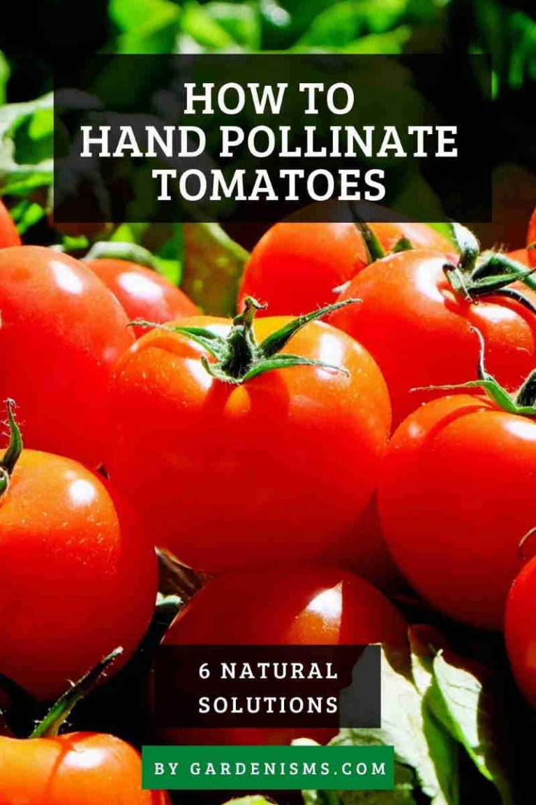 6 Natural Ways to Hand Pollinate Tomatoes (How To