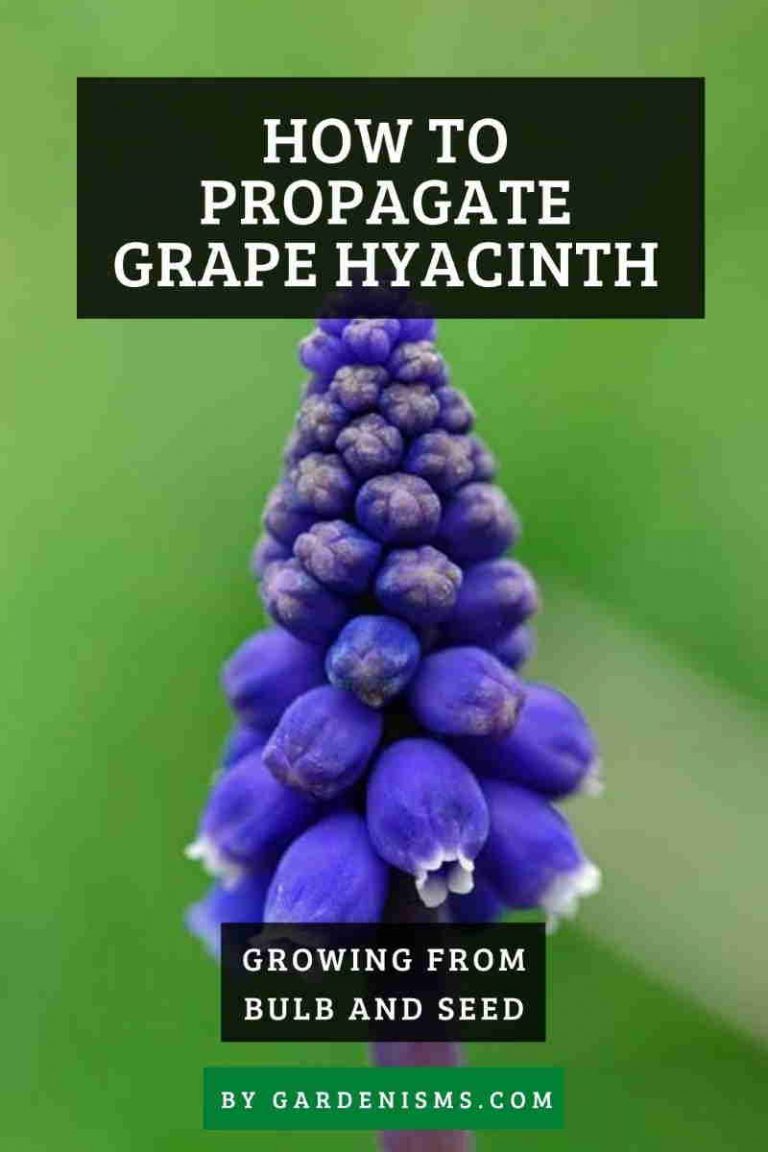 How to Propagate Grape Hyacinths from Bulb or Seed Gardenisms