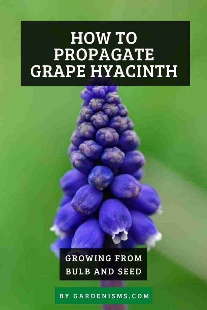How to Propagate Grape Hyacinths from Bulb or Seed Gardenisms