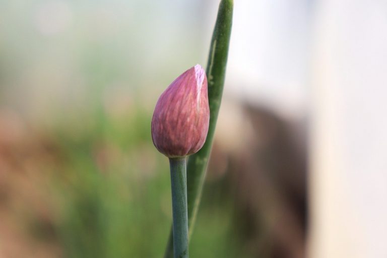 How to Store Shallots After Harvest (Fast and Easy) Gardenisms