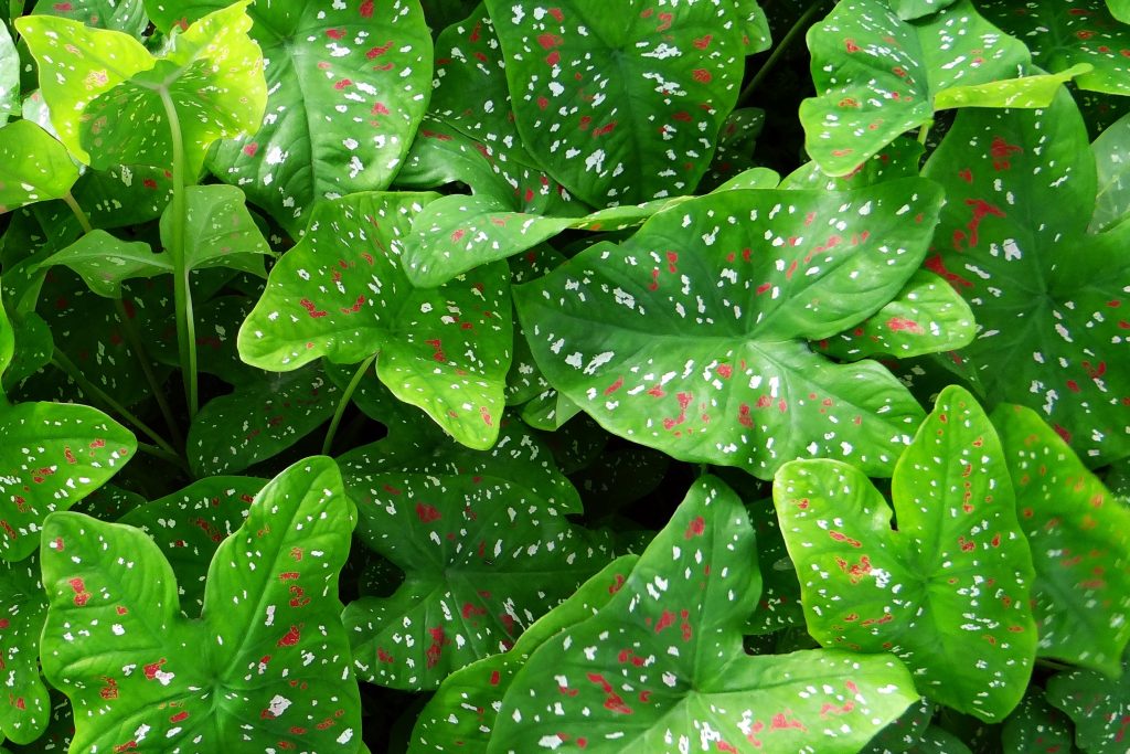 Caladium leaves ready for overwintering.