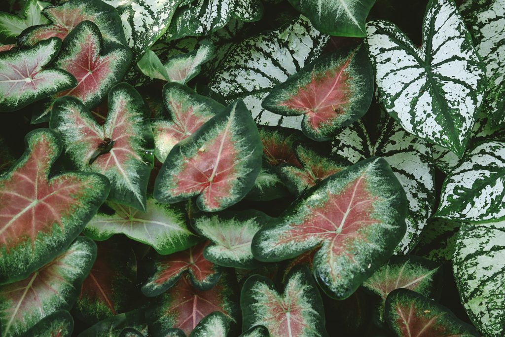 How to Overwinter Caladiums (Lift, Cure, and Store Bulbs) Gardenisms