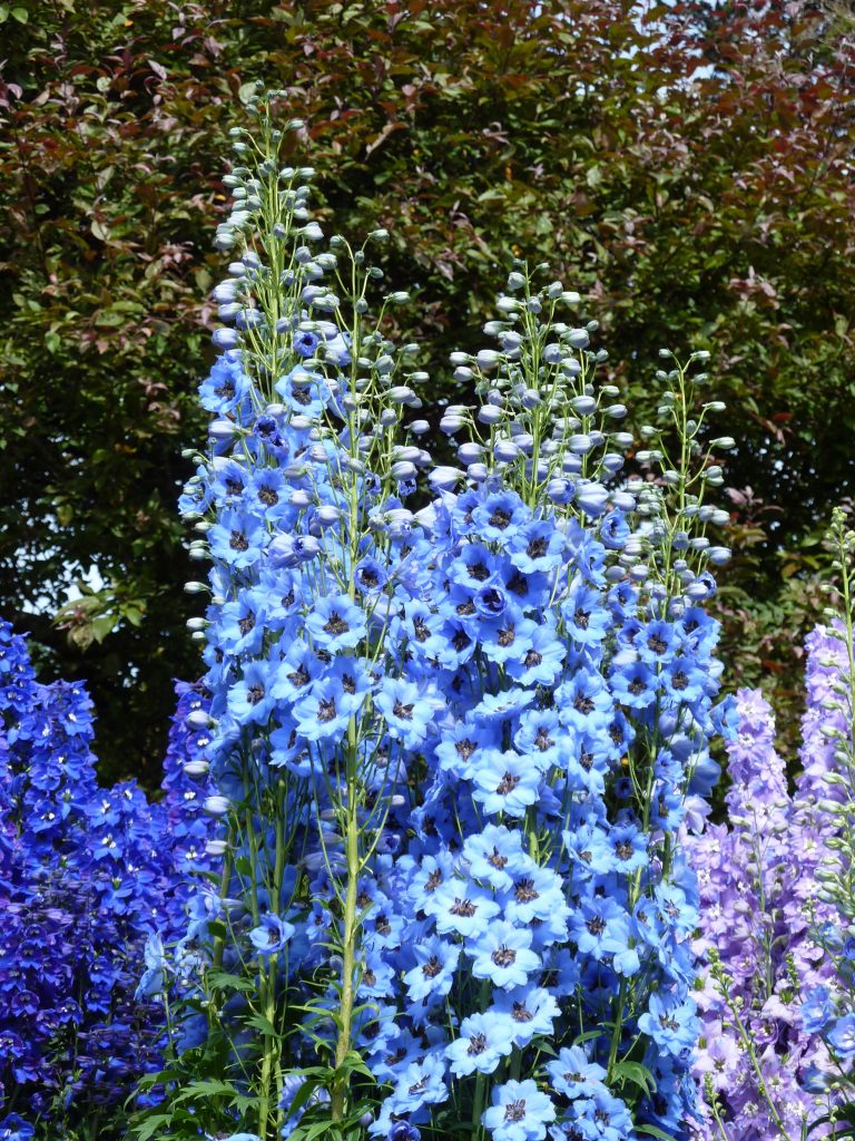 How Do You Winterize Delphiniums? (Winter Preparation) Gardenisms
