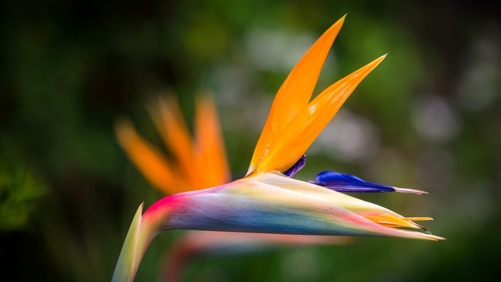 Overwinter bird of paradise.