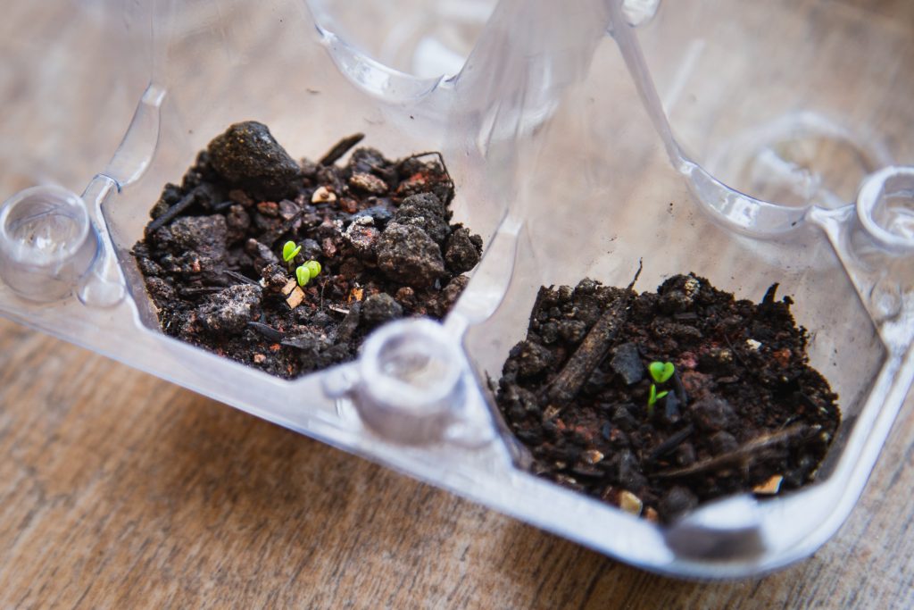 Bird of paradise seedlings sprouting after germination period.
