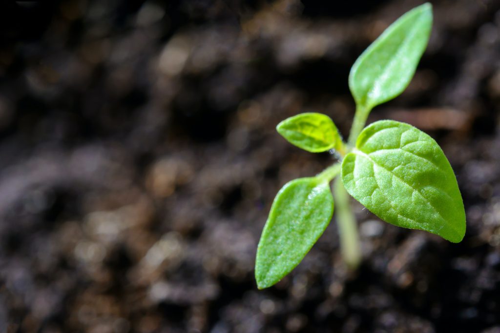 A germinated bird of paradise seedling.