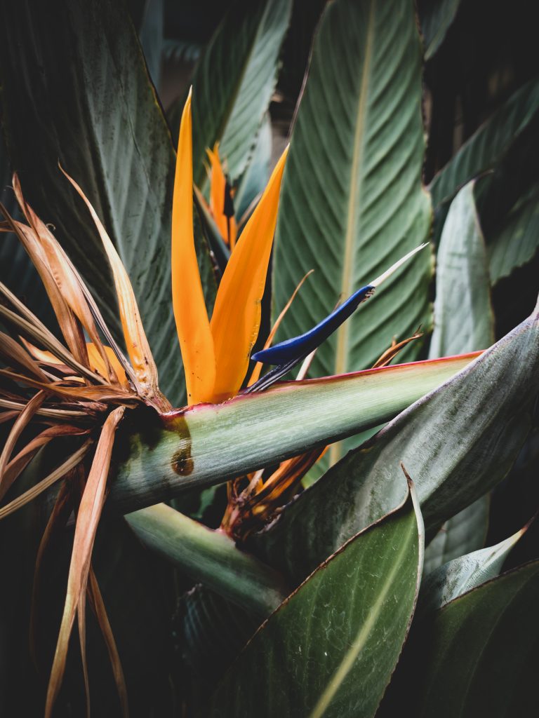 A bird of paradise plant ready for winter.