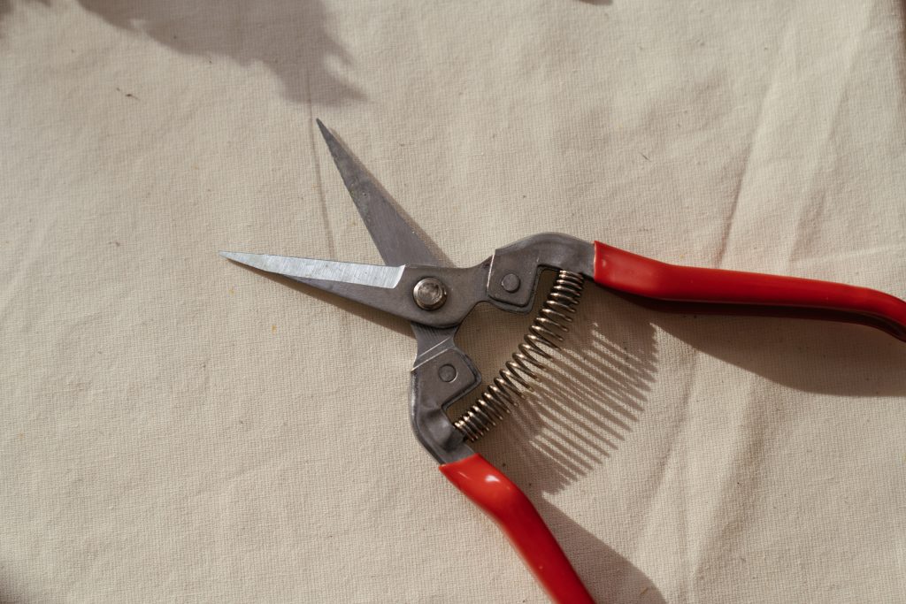 A pair of pruners.