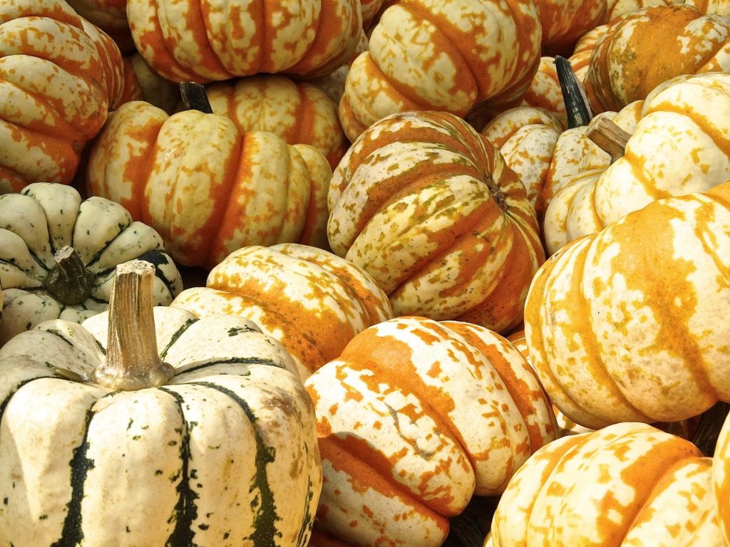 How to Get Rid of Powdery Mildew on Pumpkins Fast (Ultimate Guide