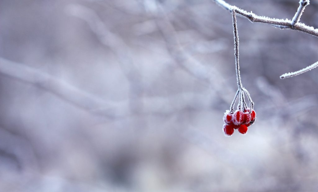 Cold winter branch.
