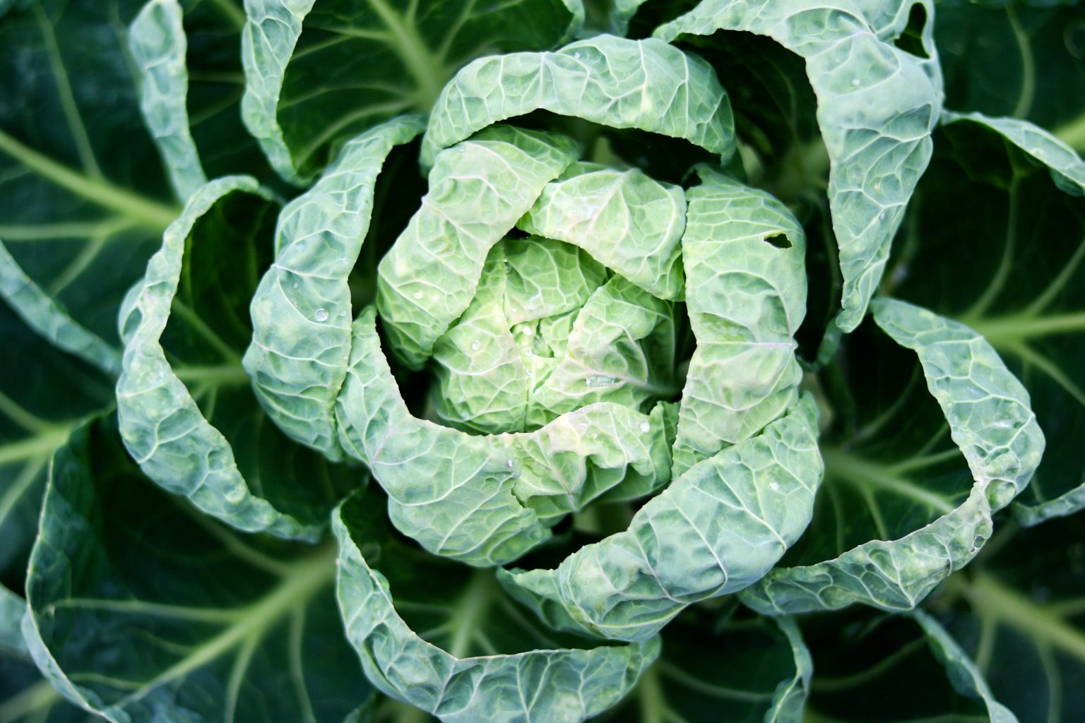 How to Grow Collard Greens in the Winter (Care Guide) Gardenisms