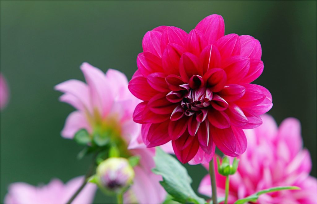 How To Overwinter And Store Dahlia Complete Guide Gardenisms How To Overwinter And Store Dahlia Complete Guide Gardenisms