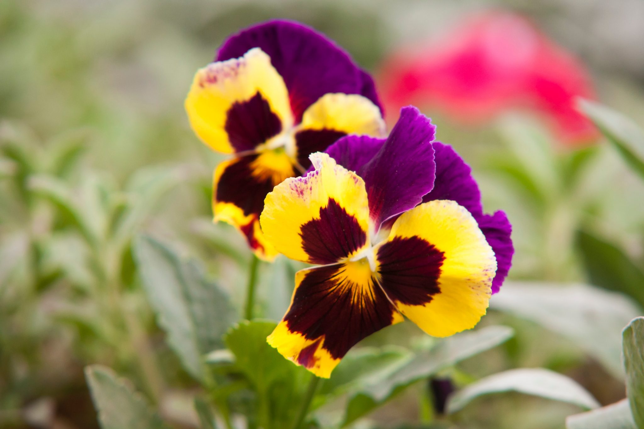 Winter Care for Pansies Guide) Gardenisms