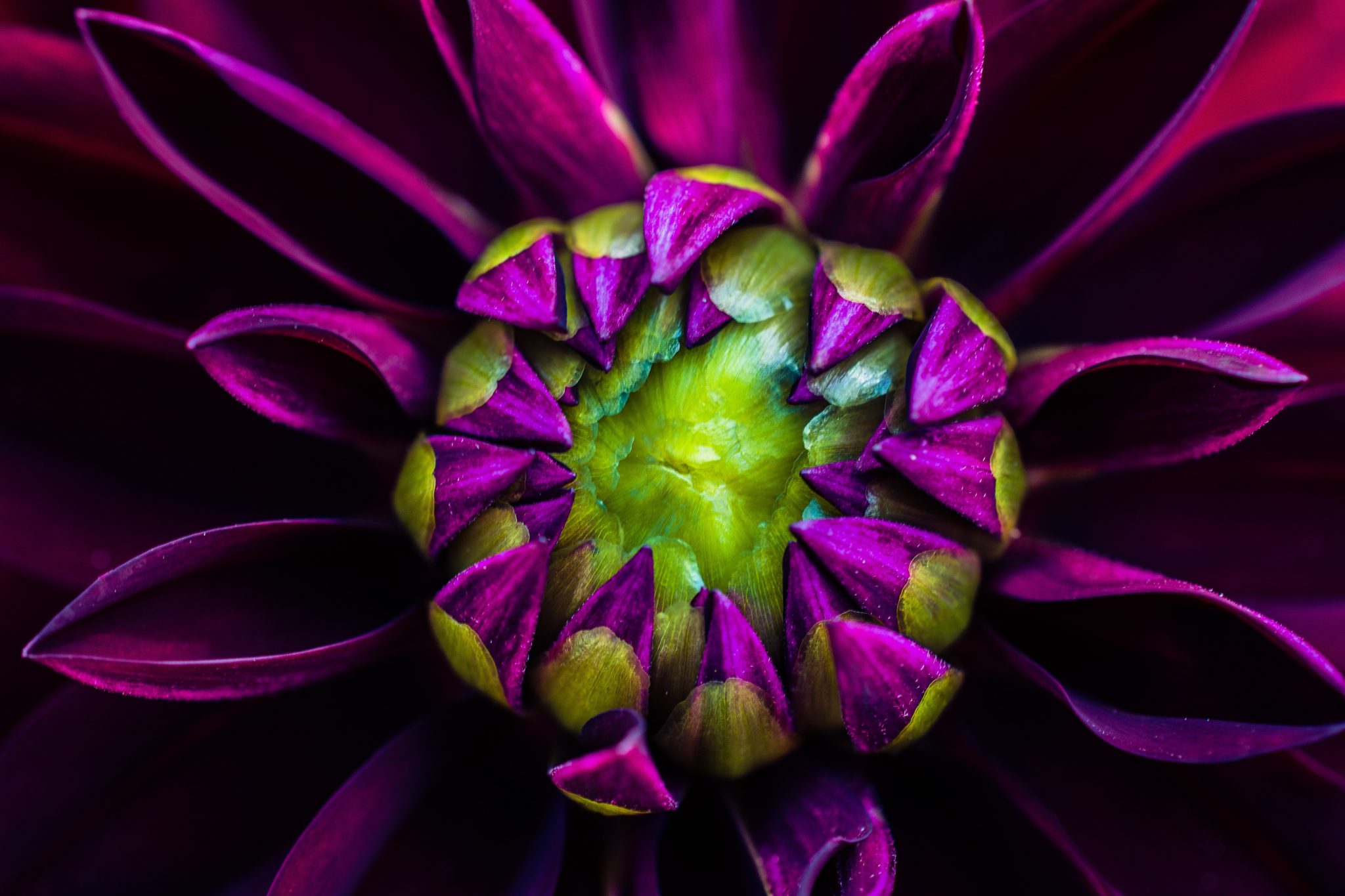 How To Overwinter And Store Dahlia Complete Guide Gardenisms How To Overwinter And Store Dahlia Complete Guide Gardenisms