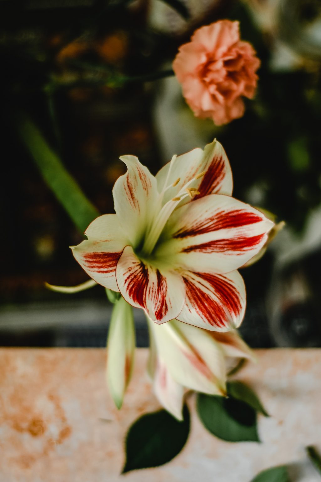 How to Plant Amaryllis From Seed (Beginner's Guide) Gardenisms