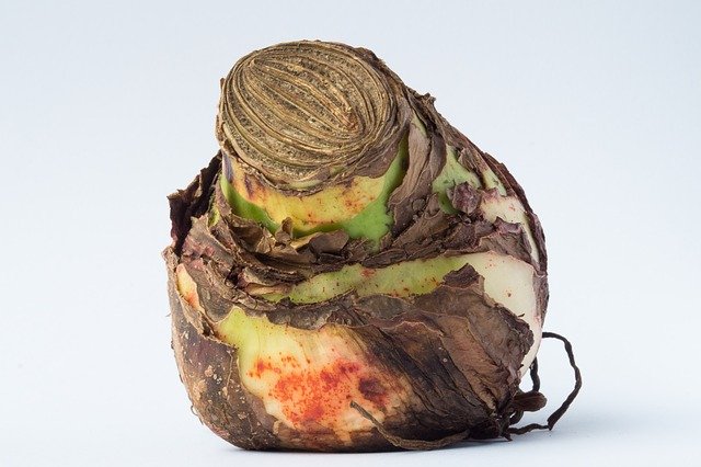 A bulb from amaryllis.