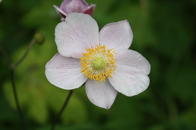 Snow white Japanese anemone flowering.