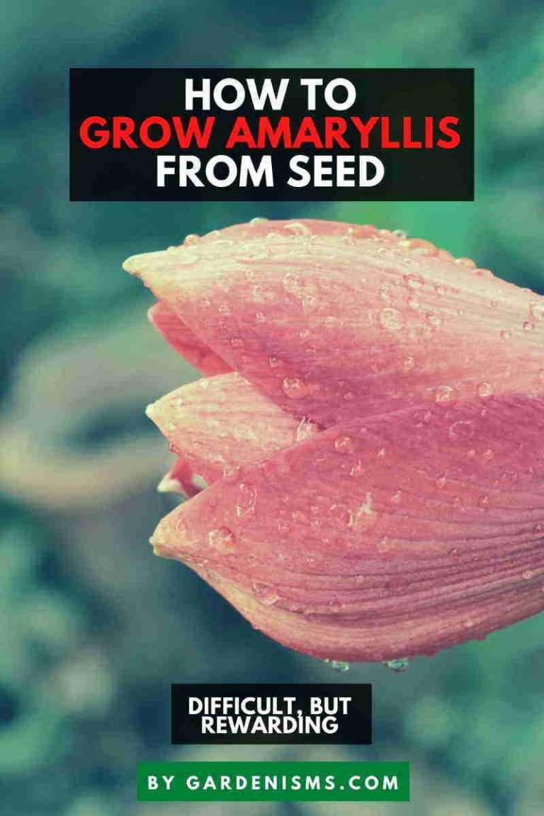 How to Plant Amaryllis From Seed (Beginner's Guide) Gardenisms