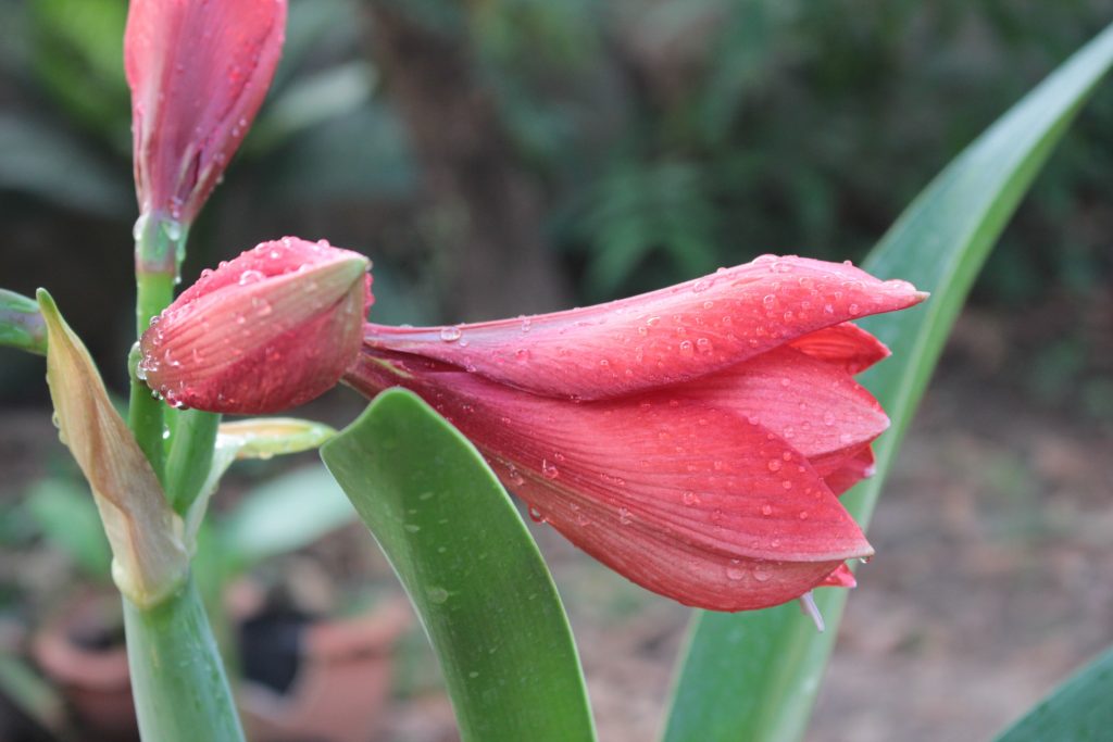 A pink amaryllis plant from bulb.