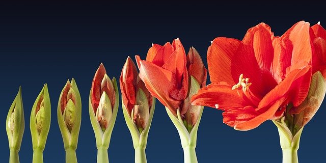 Amaryllis plant grown from seed.