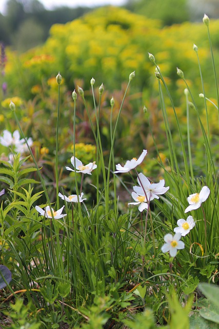 Japanese anemone in humus rich soil.