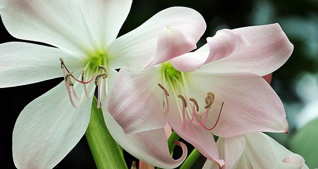 Snow White amaryllis planted from seed.