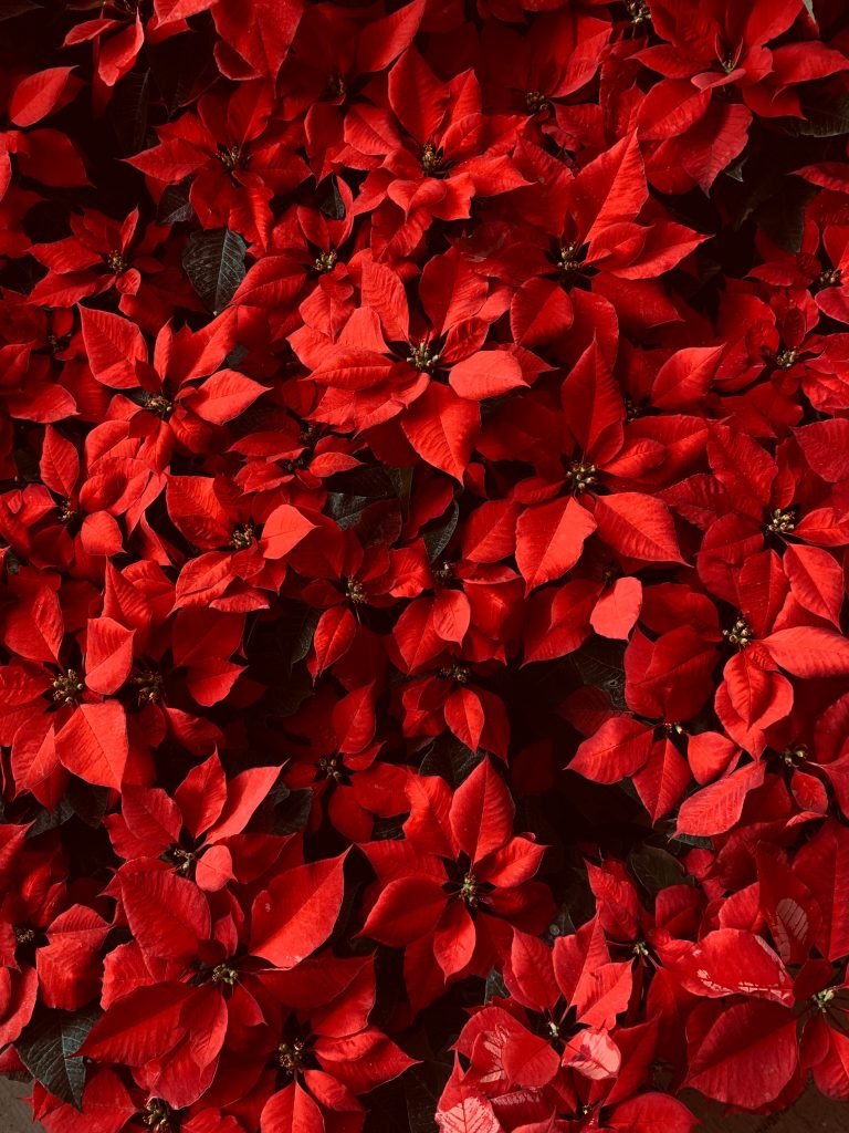 Poinsettia plants grown from their cuttings in a yard full of these plants.