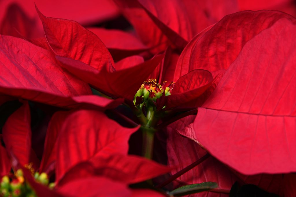 A poinsettia plant that was rooted in water.