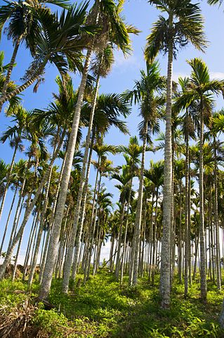 Areca palm farm.