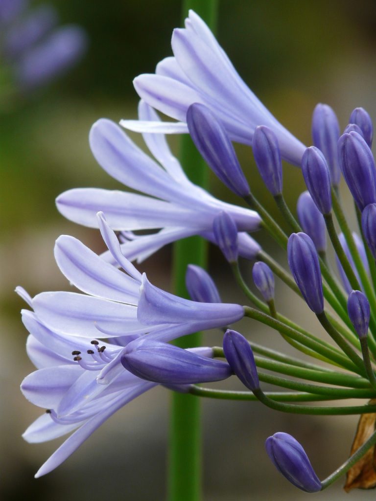 How to Grow Agapanthus in Pots Guide) Gardenisms