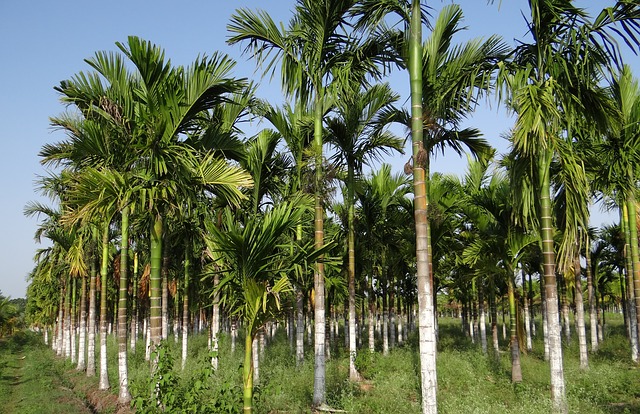 A plot of tall areca palms grown in the garden.