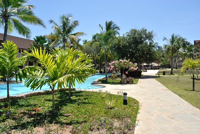 Some areca palms lining a pathway.