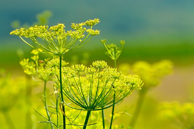 Fennel is a bad choice for companion planting with eggplants.