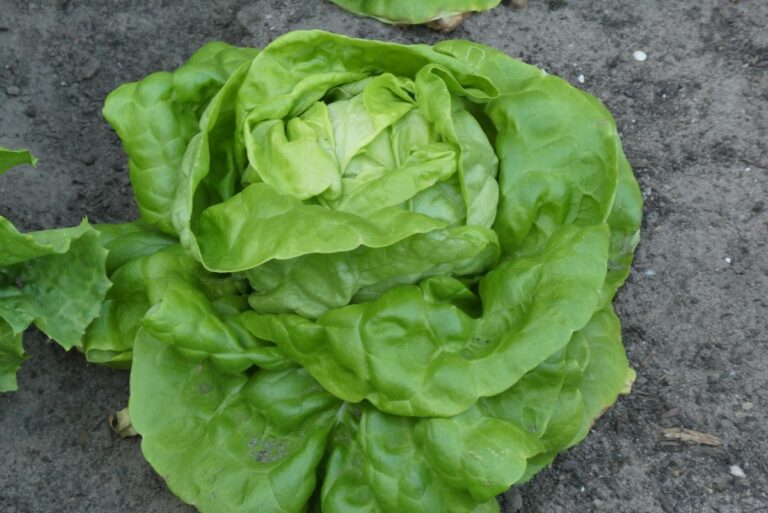 How to Grow Buttercrunch Lettuce (Beginner's Guide) Gardenisms