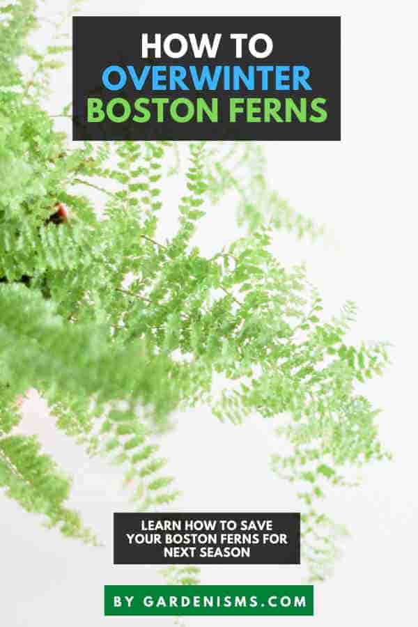 How to Overwinter Boston Fern Guide) Gardenisms