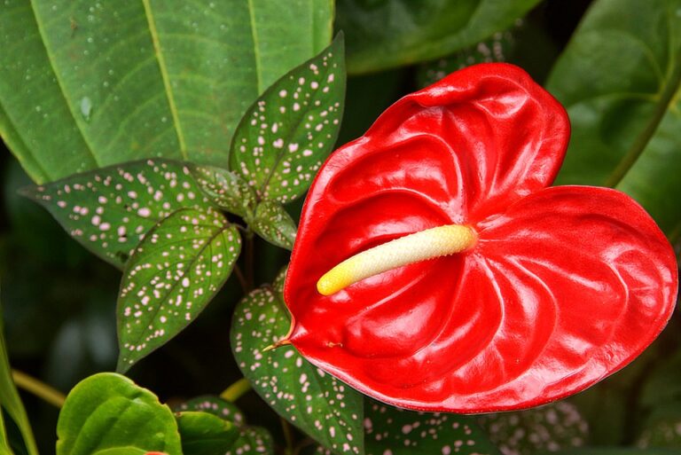 How to Grow Anthurium (Beginner's Guide) Gardenisms