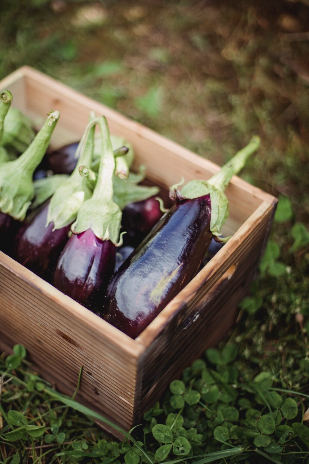 How to Grow Eggplant from Cuttings (Store Bought!) Gardenisms