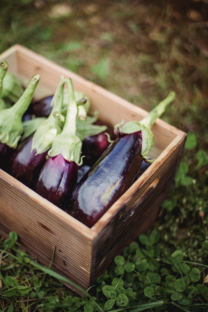 How to Grow Eggplant from Cuttings (Store Bought!) Gardenisms