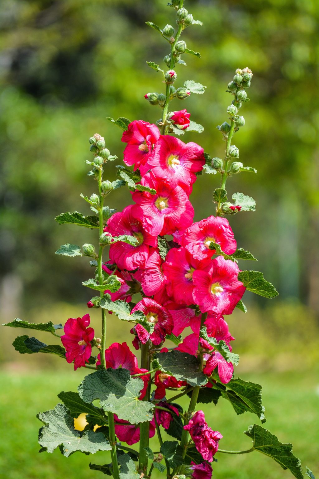 How to Grow Hollyhock Care Guide) Gardenisms