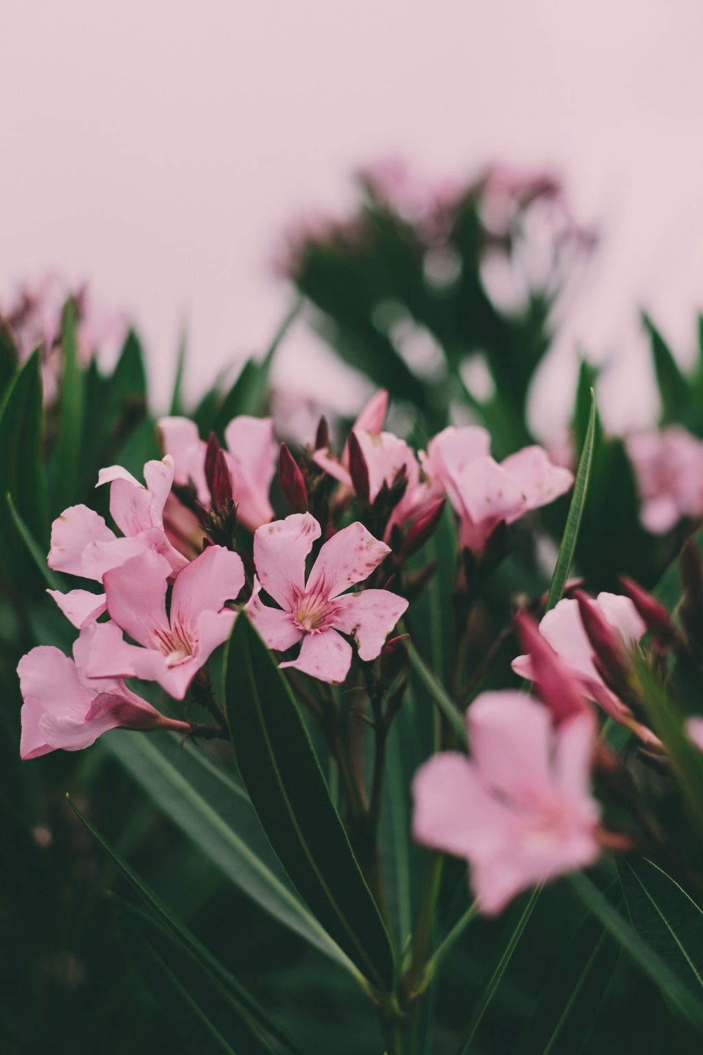 How to Winterize Oleander (Overwintering Guide) Gardenisms