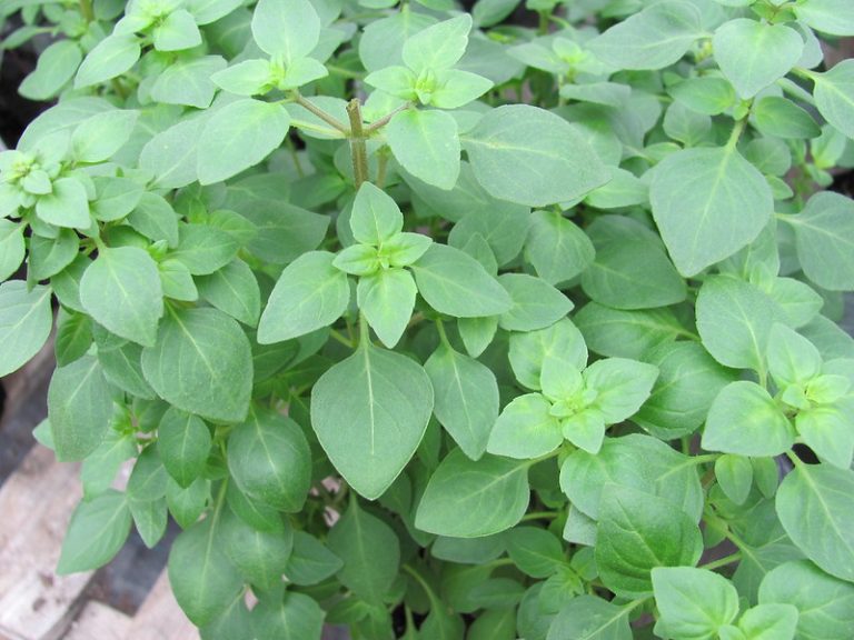 How to Grow Spicy Globe Basil (Beginner's Guide) Gardenisms