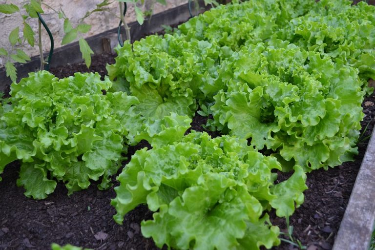 How to Grow Batavian Lettuce (Everything You Need to Know) Gardenisms